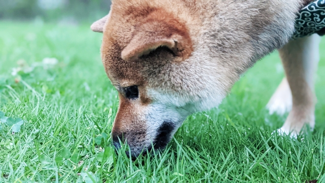 除草剤は犬や猫には安全か