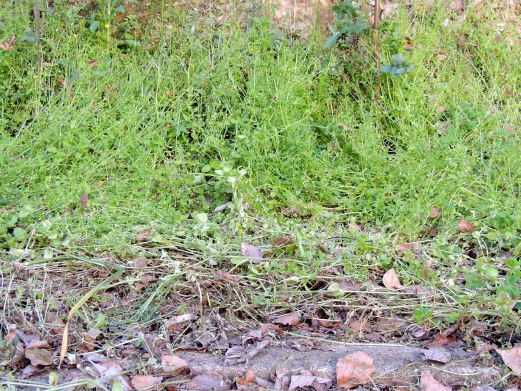 草むしり・草刈り