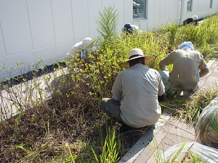 郡山市施設内除草風景