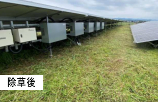 太陽光除草事例01 after