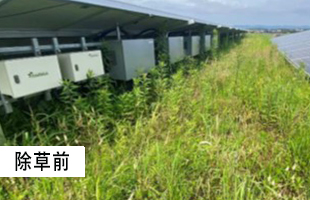 太陽光除草事例01 before