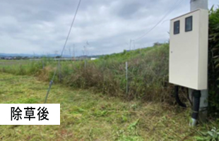 太陽光除草事例02  after
