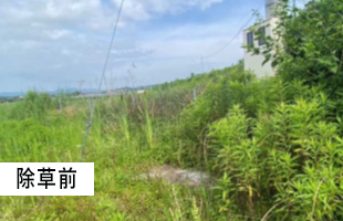 太陽光除草事例02 before