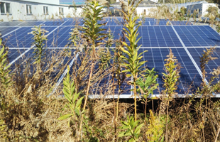 太陽光除草-発電量の低下
