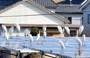 太陽光除草-動植物による施設の破損