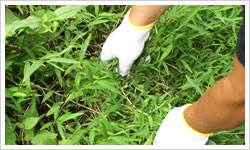 店舗の草むしり・草刈り