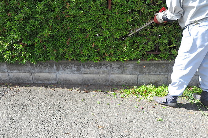 シニアお仕事風景ー植木剪定・庭木手入れ